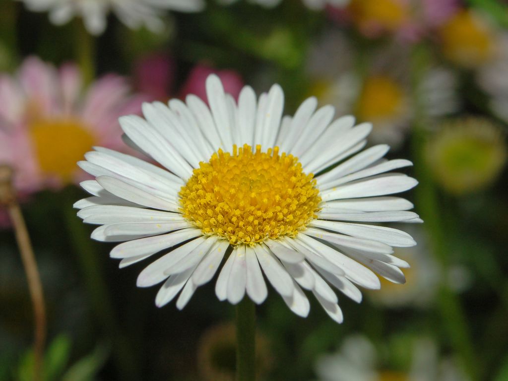 Erigeron karvinskianus / Cspica karvinskiana